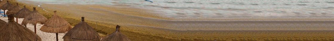 sargassum-mexico-beach